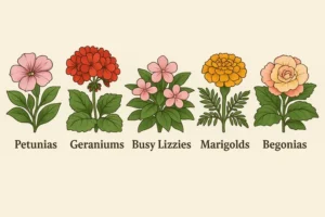 Illustration of colourful petunias, geraniums, busy lizzies, marigolds, and begonias in a garden.